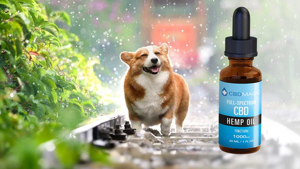 How Your Pet Can Benefit From CBD